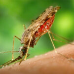 Mosquitoes