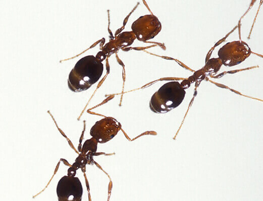 Ants