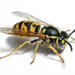Wasps