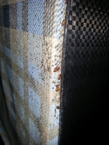 ABM bedbug control nottingham