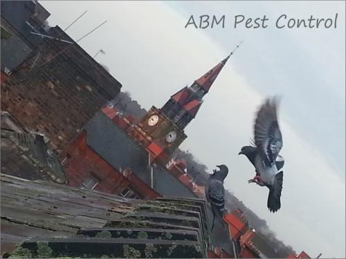 ABM feral pigeon control mansfield