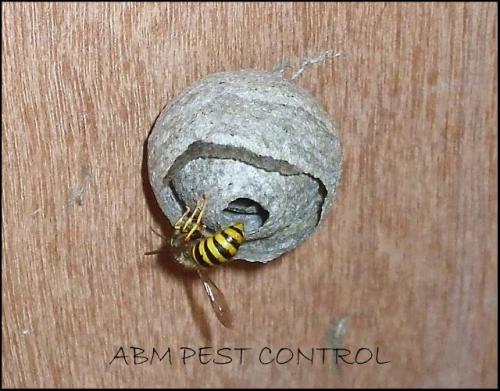 ABM wasp control mansfield