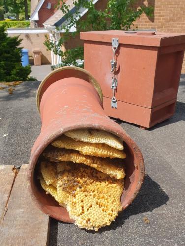 Bees in chimney pot