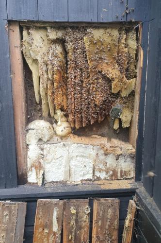 Bees in cladding 2